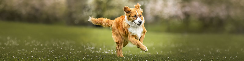 super-dog